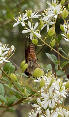 Scaptia auriflua