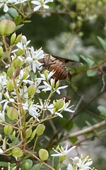 Scaptia auriflua