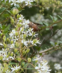 Scaptia auriflua