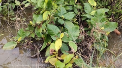 Dillenia suffruticosa