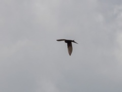 Schoutedenapus myoptilus