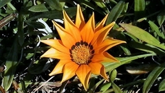 Gazania