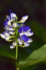 Dichorisandra amabilis