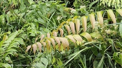 Stenochlaena palustris