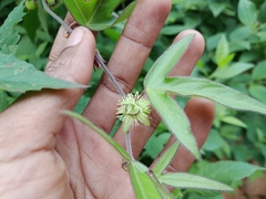 Passiflora suberosa image