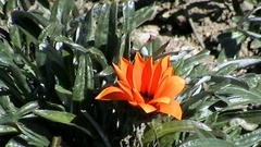 Gazania