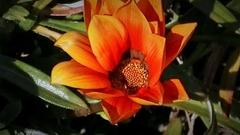 Gazania