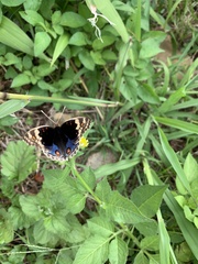 Junonia orithya orithya
