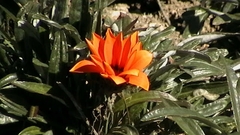 Gazania