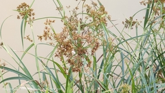 Cladium mariscus