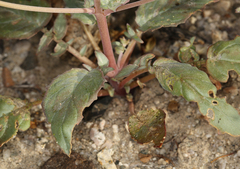 Chylismia claviformis lancifolia