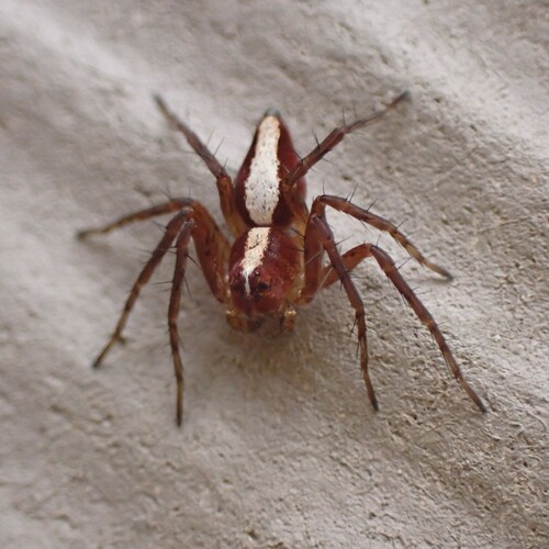 Western Lynx Spider