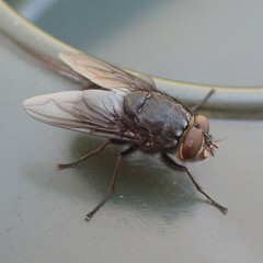 Calliphora vomitoria