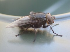 Calliphora vomitoria