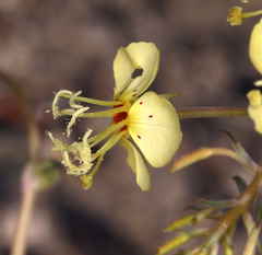 Chylismia claviformis lancifolia