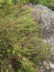 Calluna vulgaris