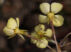 Chylismia claviformis lancifolia
