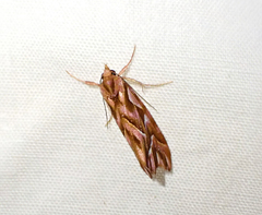 Clytoscopa iorrhoda