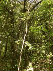 Passiflora tetrandra