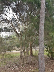 Melaleuca irbyana