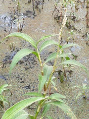 Persicaria attenuata