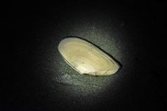 Megangulus bodegensis