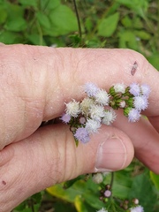 Ageratum houstonianum