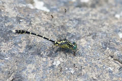 Hemigomphus heteroclytus