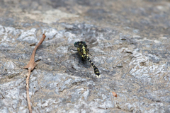 Hemigomphus heteroclytus