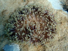 Macrodactyla doreensis