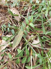 Lobelia concolor