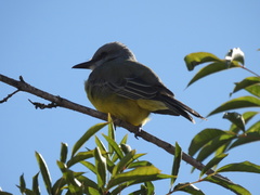 Tyrannus melancholicus