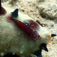 Zenopontonia soror