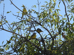 Tyrannus melancholicus
