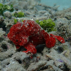 Antennarius commerson