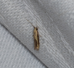 Opogona stenocraspeda