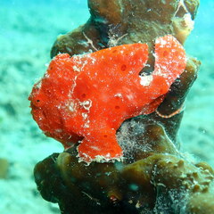 Antennarius commerson