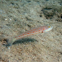 Valenciennea puellaris