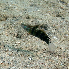 Amblygobius phalaena