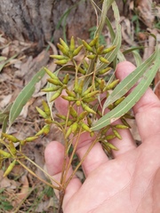 Eucalyptus seeana