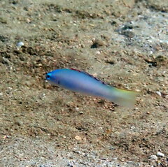 Ptereleotris microlepis