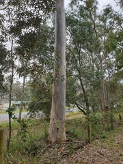 Eucalyptus seeana