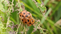 Basiprionota decempustulata