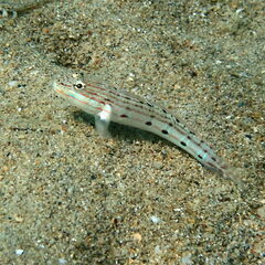 Valenciennea longipinnis