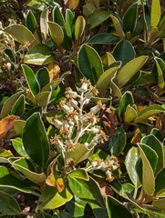 Brachyglottis buchananii