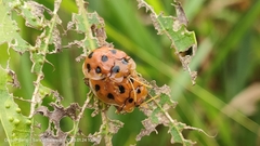 Basiprionota decempustulata