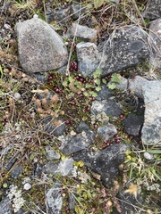 Coprosma atropurpurea