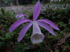 Pleione formosana