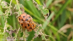 Basiprionota decempustulata