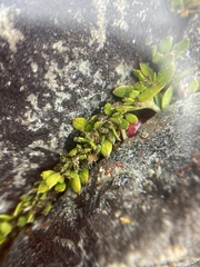 Coprosma atropurpurea
